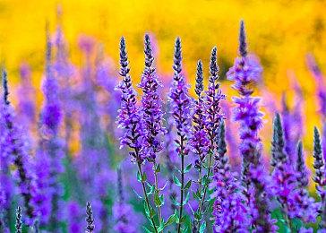 《罪恶装备：Strive》DLC“Another Story”4月29日推出 不单独出售